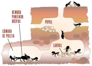Hormigas y Termitas
