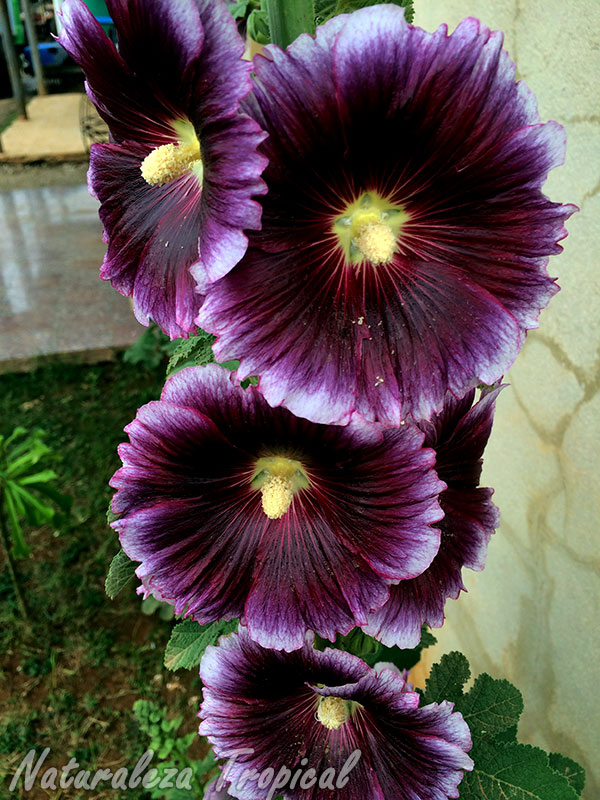 Flores de la Malva Real, Alcea rosea