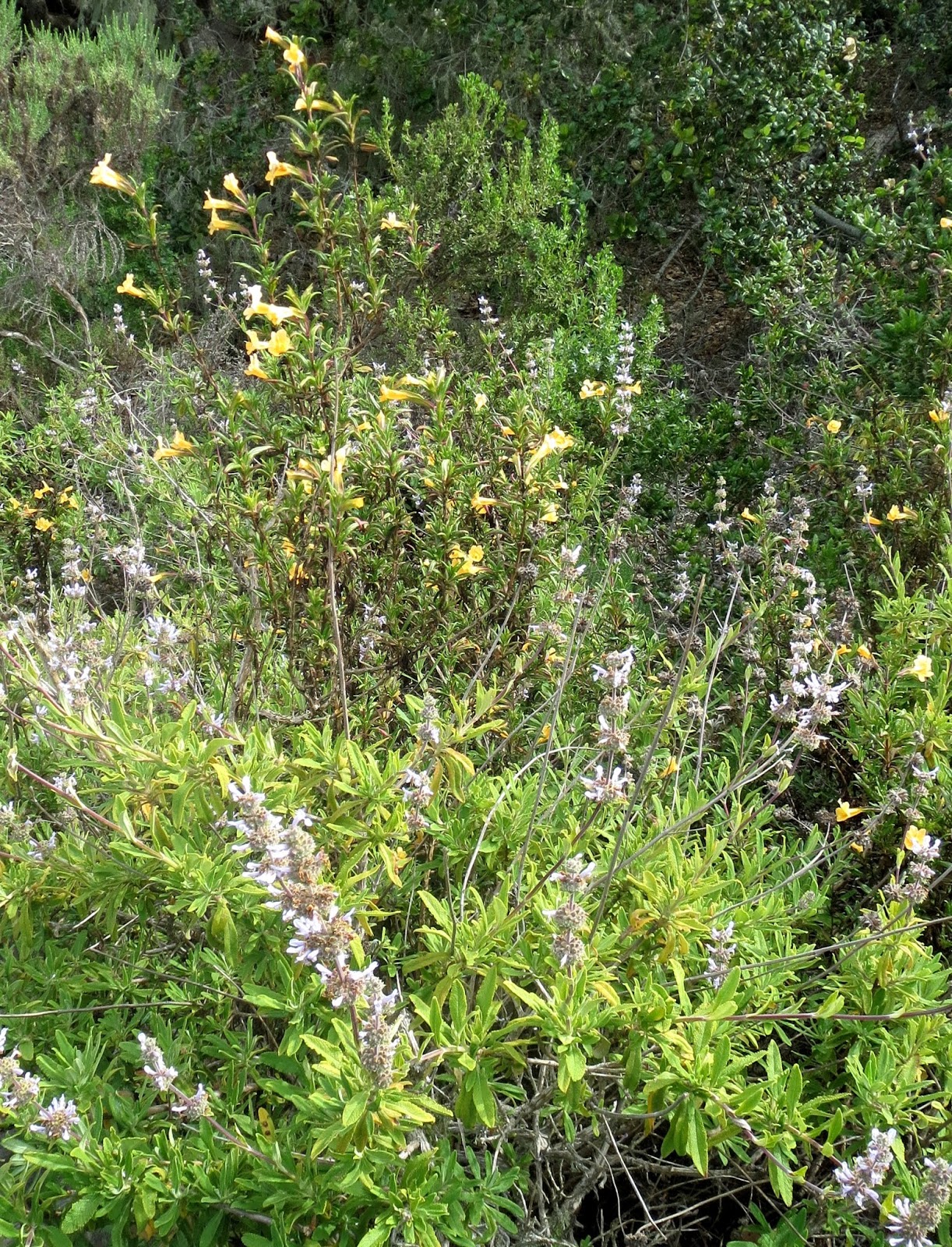 New Plants to Love in California's Coastal Sage Scrub