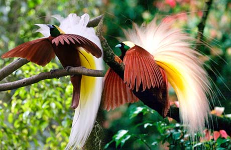 Ipmapa Malang Asal Usul Burung Cendrawasih Bird Of Paradise
