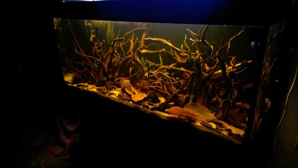 The biotope aquarium and the biotope style aquascaping