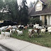 Decenas de cabras invaden vecindario