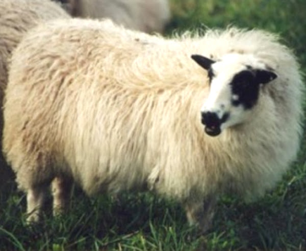 adal sheep, adal sheep appearance, about adal sheep, adal sheep breed, adal sheep breed info, adal sheep breed facts, adal sheep care, caring adal sheep, adal sheep color, adal sheep characteristics, adal sheep coat color, adal sheep color varieties, adal sheep development, adal sheep ewes, adal sheep facts, adal sheep for meat, adal sheep for meat production, adal sheep history, adal sheep horns, adal sheep info, adal sheep images, adal sheep lambs, adal sheep lambing, adal sheep meat, adal sheep origin, adal sheep photos, adal sheep pictures, adal sheep rarity, raising adal sheep, adal sheep rearing, adal sheep size, adal sheep temperament, adal sheep tame, adal sheep uses, adal sheep varieties, adal sheep weight