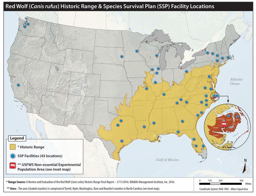 Wolves, Wolf Facts, Cougars, Cougar Facts, Coyotes, Coyote Facts