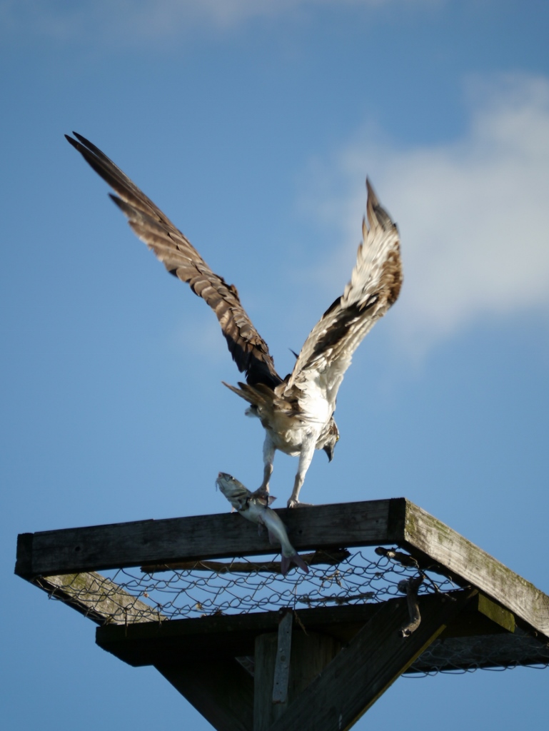  ile de Sanibel Floride Osprey Balbuzard pêcheur poisson-chat