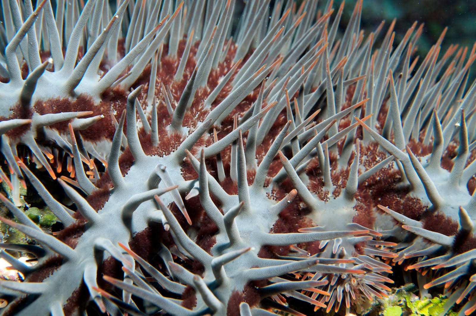 Queensland Great Barrier Reef: The war on the Crown of Thorns Starfish