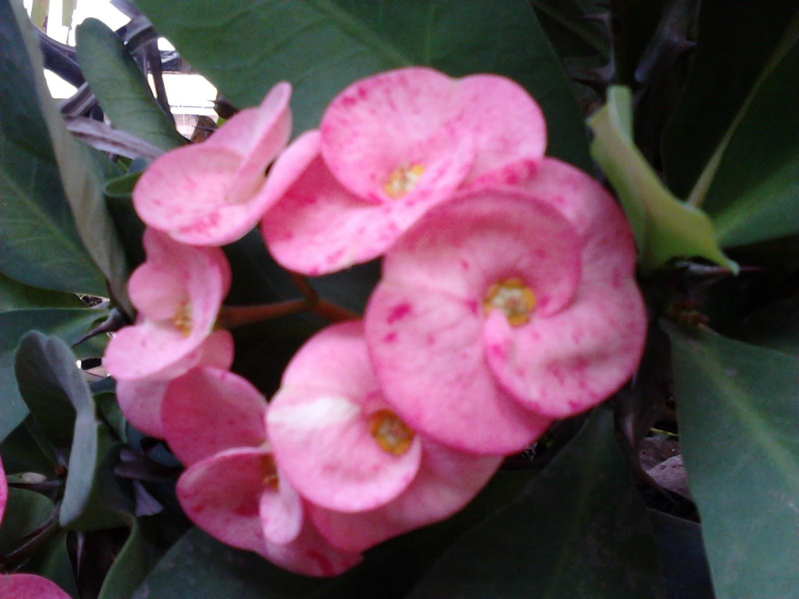 Garden Care Simplified Rare Flowers on Cactus Plant