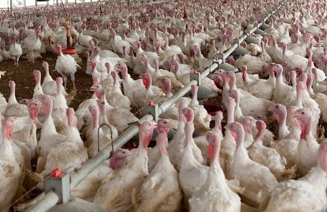 Last years avian flu outbreak which led to the death of almost 50 million turkeys in the US has been Avian-flu-control-area