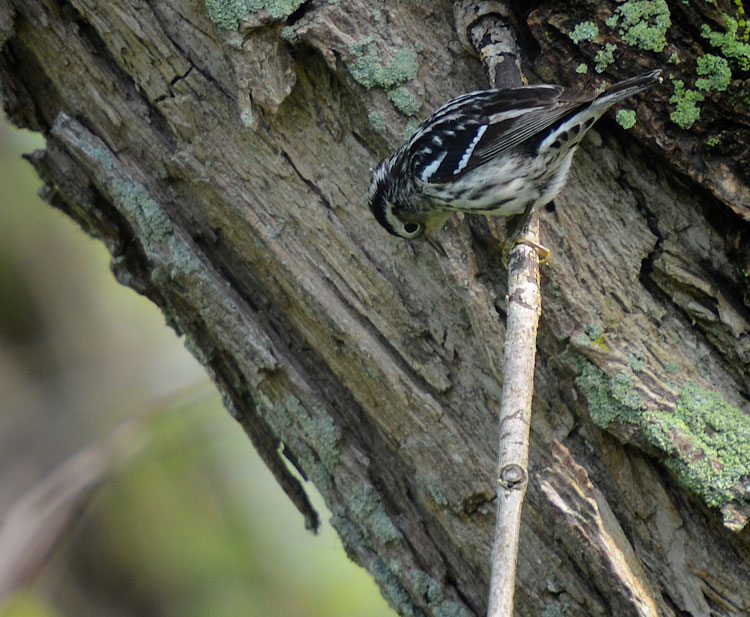 A female Black and White Warbler (Mniotilta varia) gleans insects at Magee Marsh.
