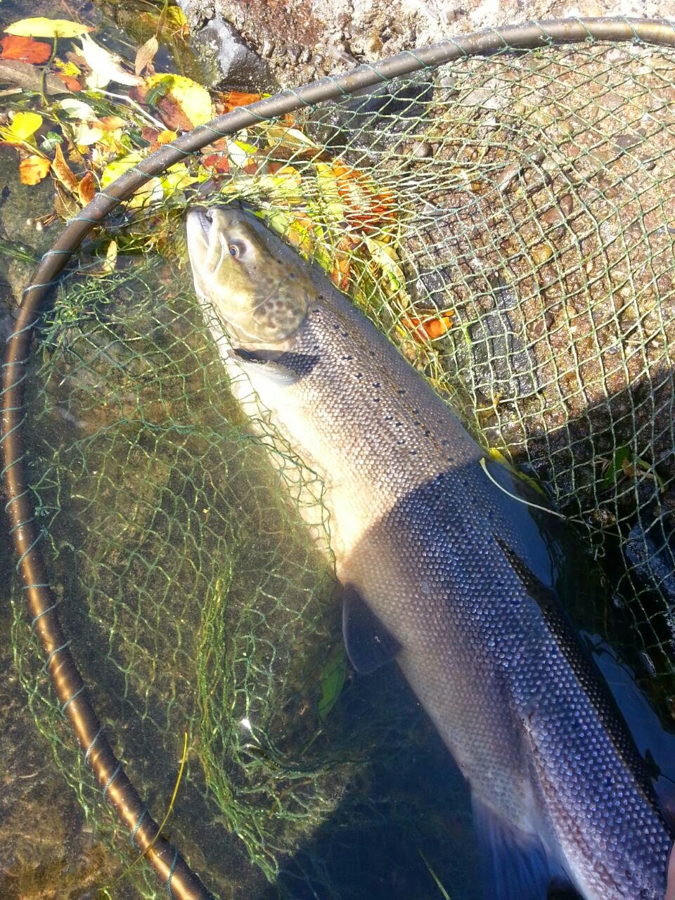 Salmon Fly Salmon Flies For The River Tweed Tay Salmon Fly