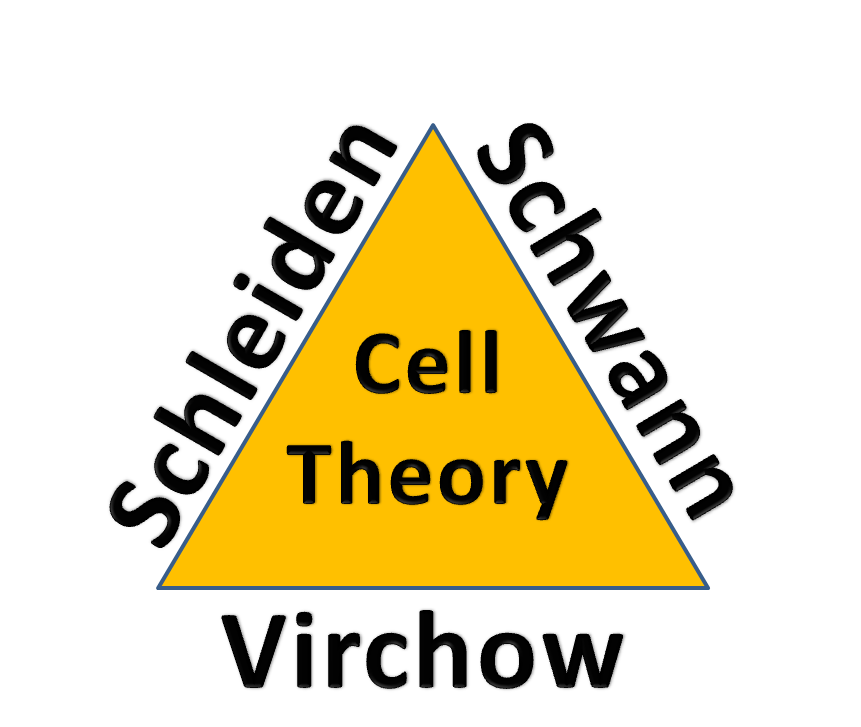 Multiple Choice Quiz on Cell Theory