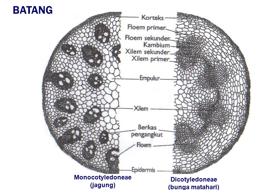 Jaringan Bunga Karang pada Daun Tanaman Jagung