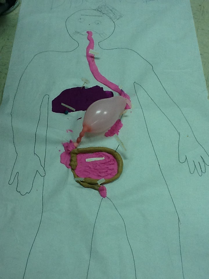 Junior High: 7th Grade Health Learns the Digestive System