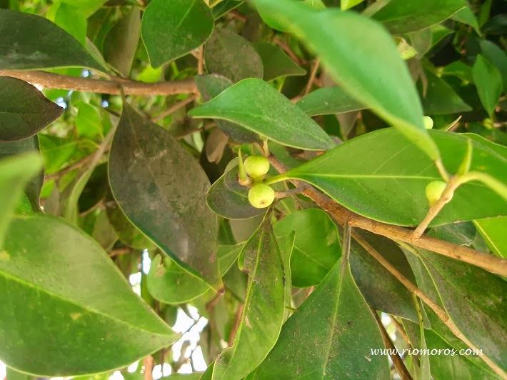 LAUREL DE INDIAS: Ficus microcarpa