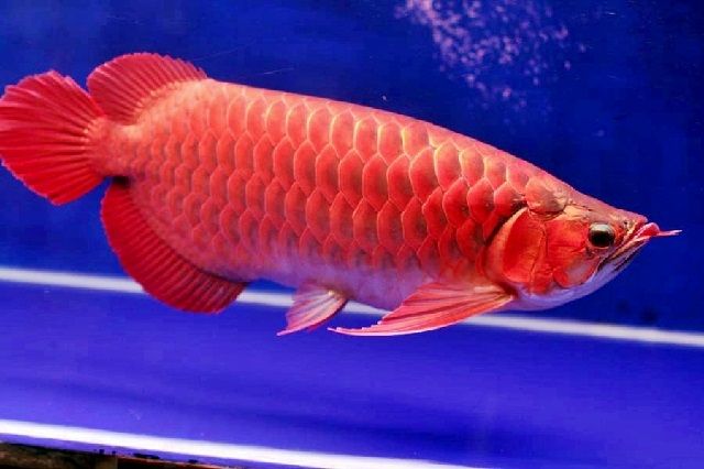 Jenis Ikan Arwana Super Red
