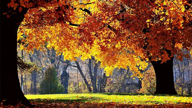 Dikke bomen met herfstbladeren in het park