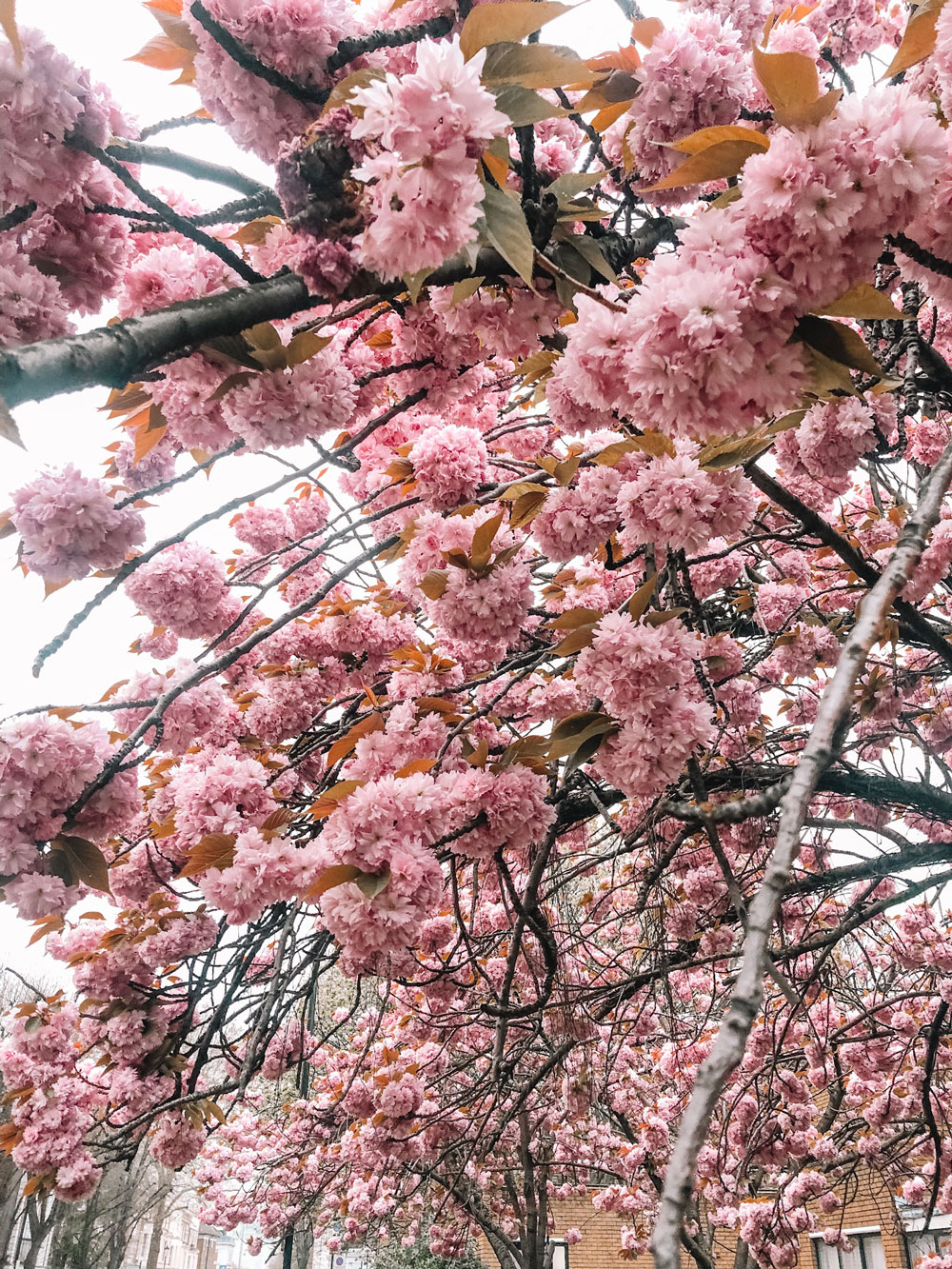London in bloom with cherry blossoms