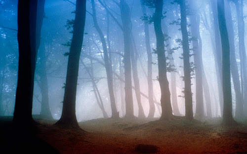 Foto Hutan Terbaru yang Sangat Indah Foto Hutan Terbaru yang Sangat Indah