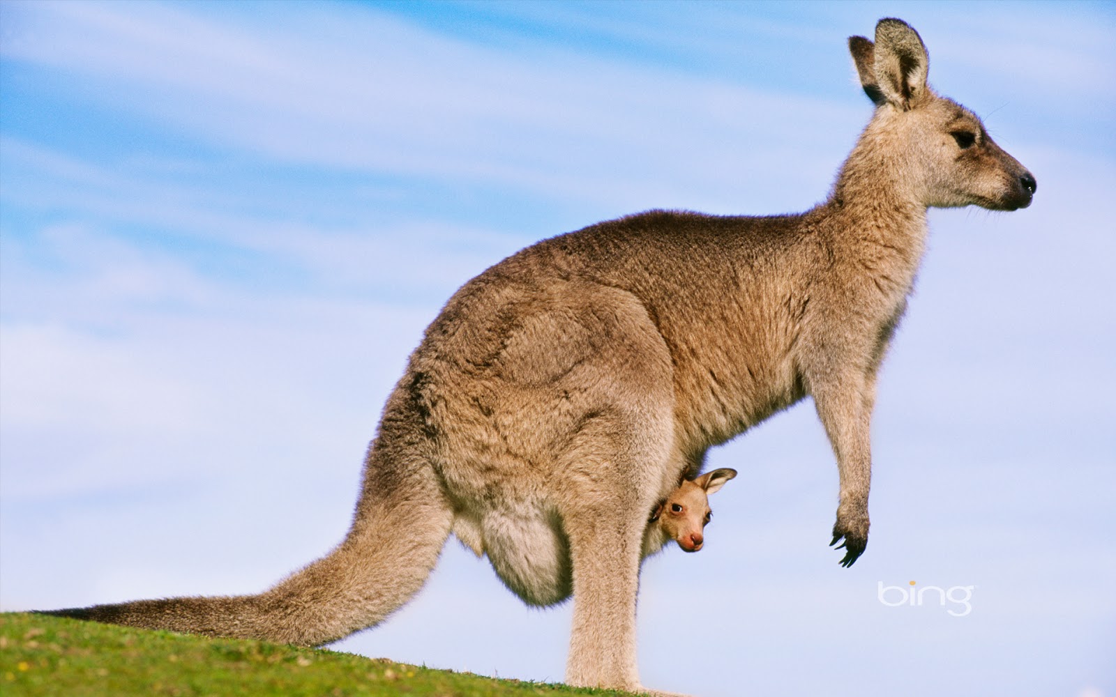 Seimo nariai nevažiuos gelbėti kengūrų?