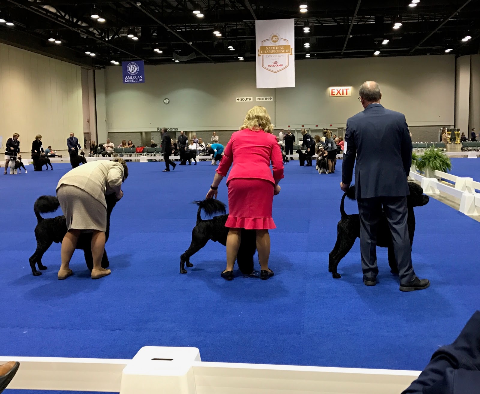 Marshview Kennels News!