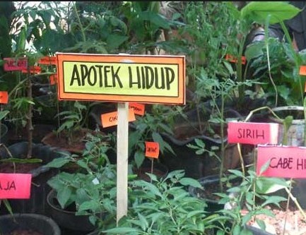 97 Contoh Desain Taman Apotik Hidup Yang Bisa Anda Contoh