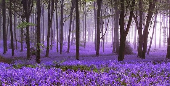 Platycodon grandiflorum flowers forest in Belgium Platycodon grandiflorum flowers forest in Belgium