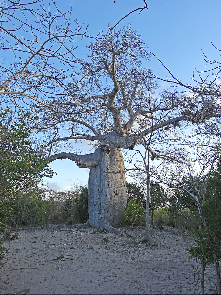 Photo Nature Lilliputienne (macrophotographies): Adansonia, le Baobab ...