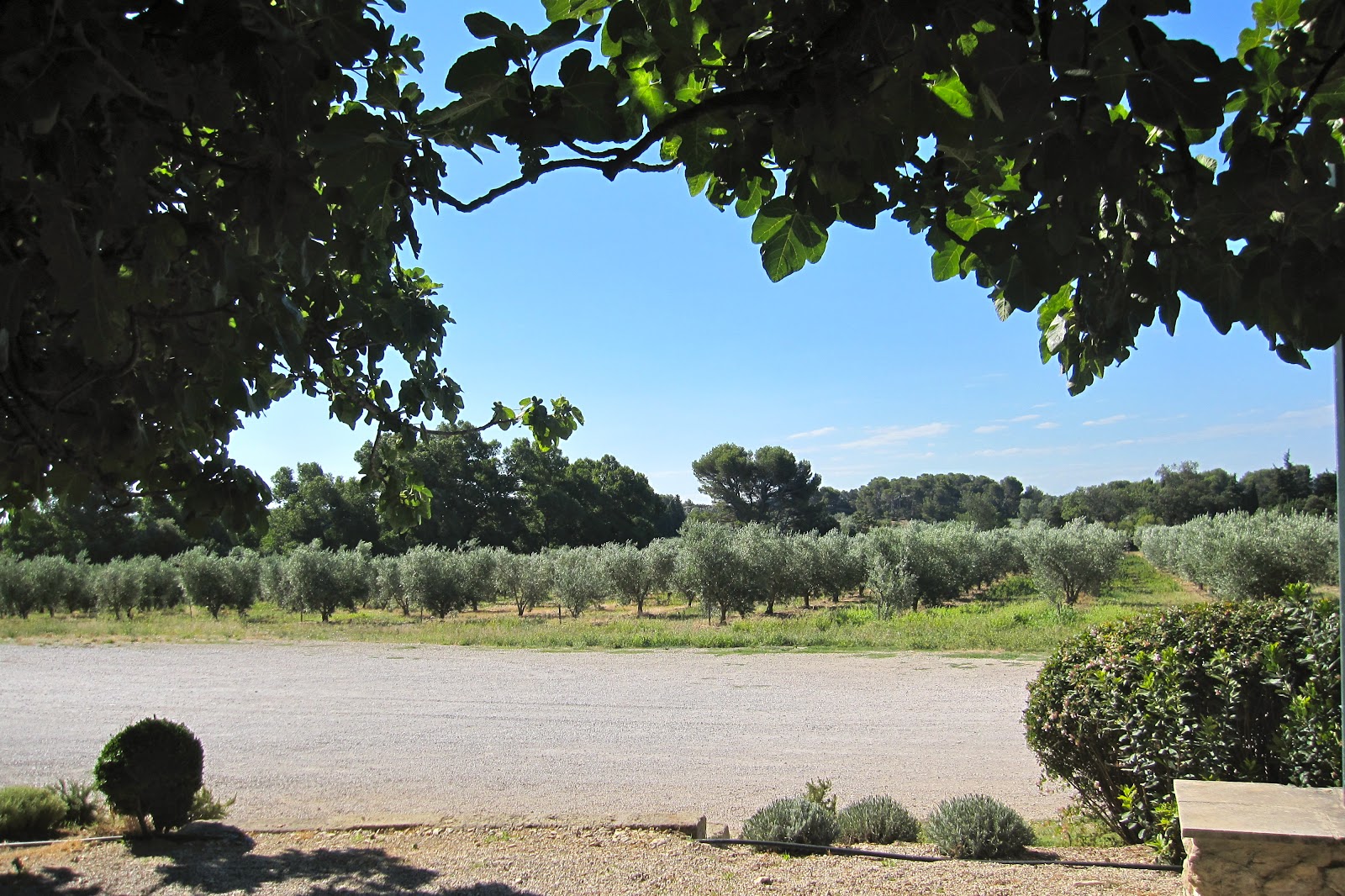 A Year In Provence With Carol Drinkwater Destination: Fiction: Books for Armchair Travellers