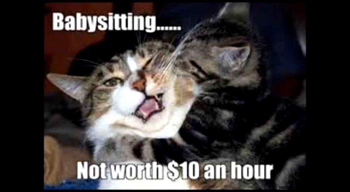 Likeable Funny Cats And Dogs Fighting In Addition To Funny And