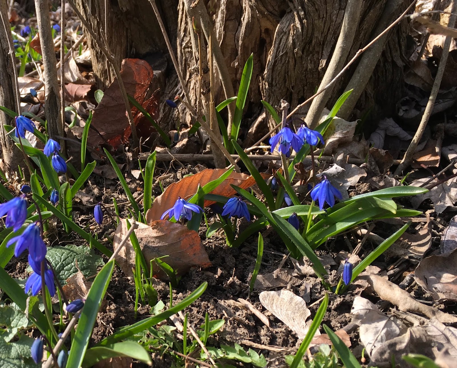 Mae's Food Blog Early Spring Flowers in Michigan