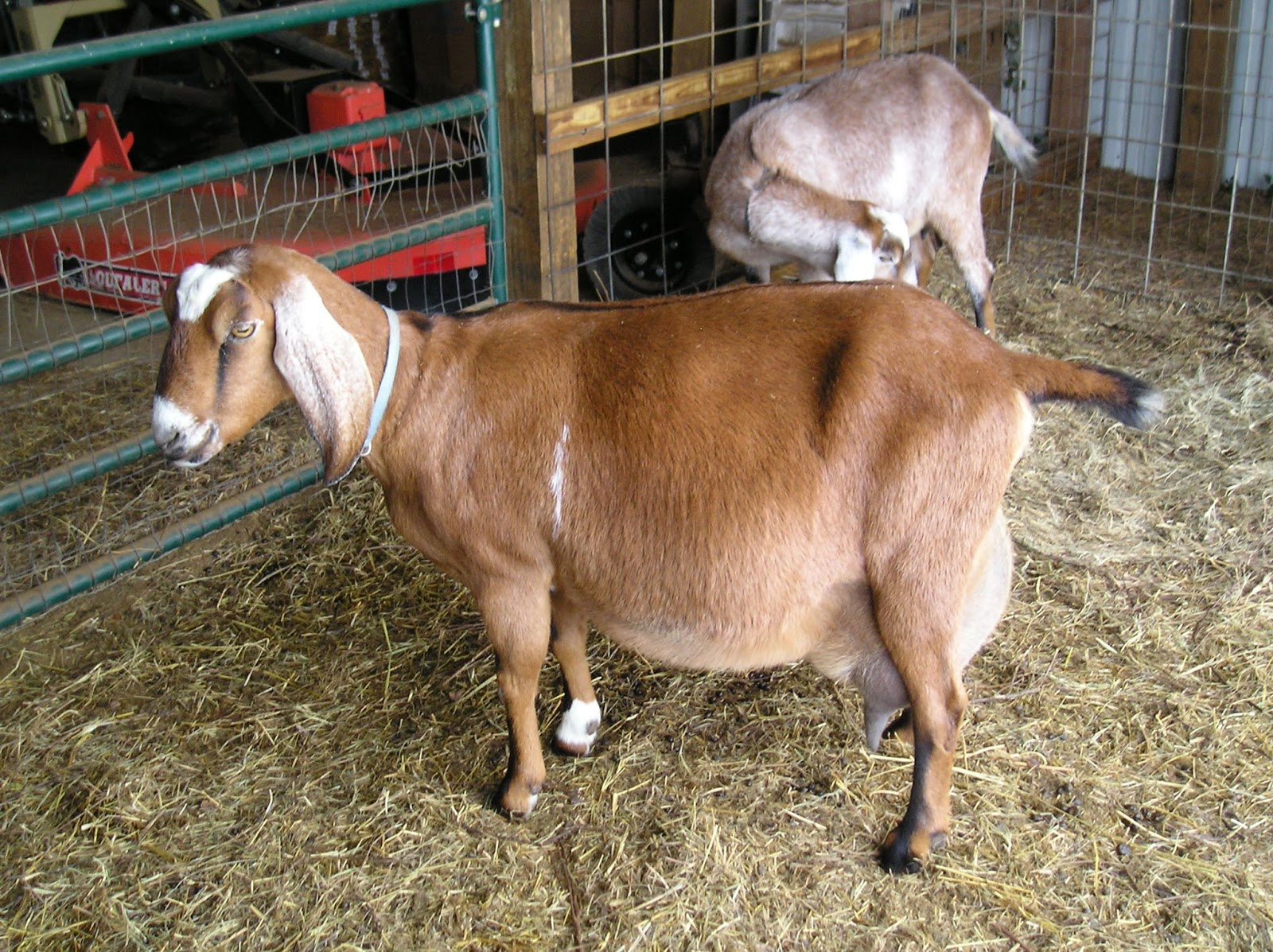 Thoughts from Frank and Fern Why Did My Baby Goats Die?