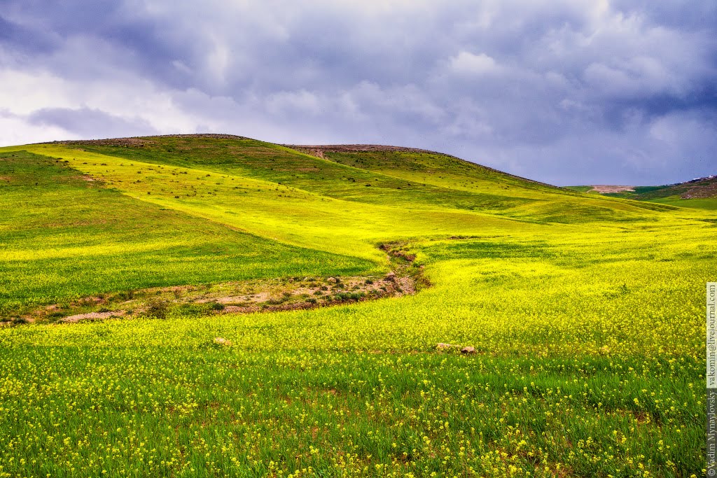 Желтые холмы. Поле равнина Белоруссия. Равнины России холмы Поляны. Равнина с холмами. Равнина с травой.