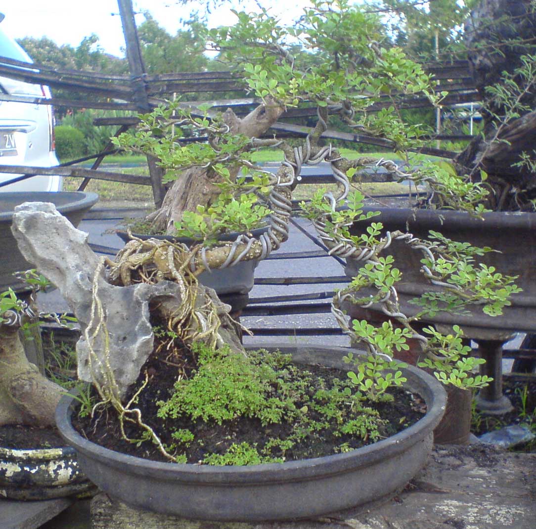  bonsai  market tanaman bonsai  atim bonsai  JUAL 