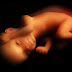 La vida en el vientre - Milagro de la vida en 4 minutos