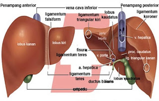 Hasil gambar untuk organ organ ekskresi hati