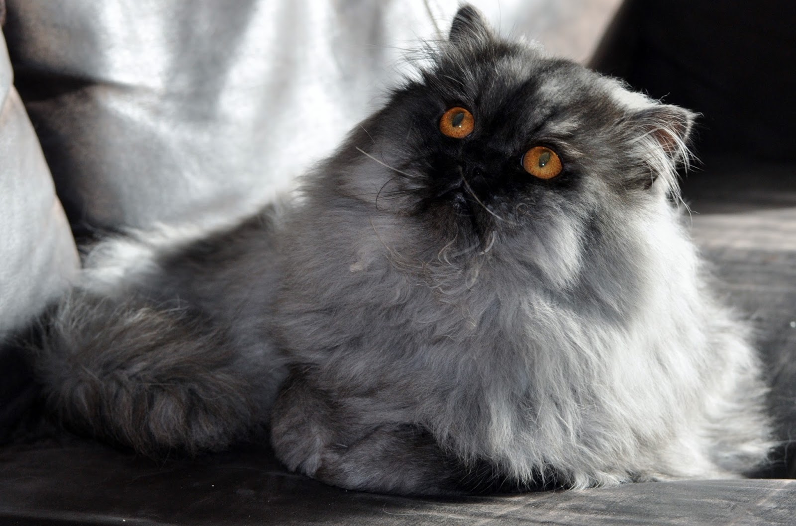 Exotic Shorthairs and Persians in Idaho Kittens on their way