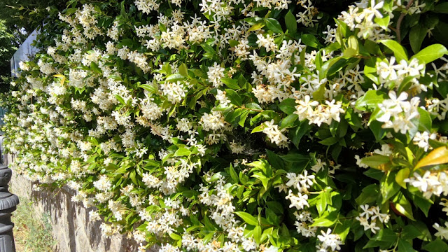 Falso jazmín o jazmín estrellado (Trachelospermum jasminoides (Lindl.) Lem.).
