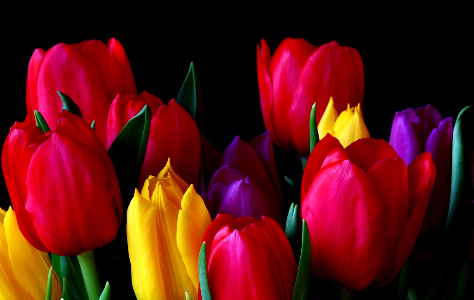 Beautiful Tulip Flowers