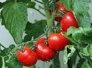 tomat,manfaat tomat