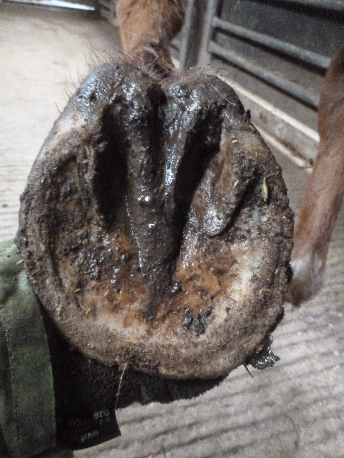 Rockley Farm Growing a healthier hoof