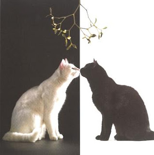Black cat and white cat under mistletoe