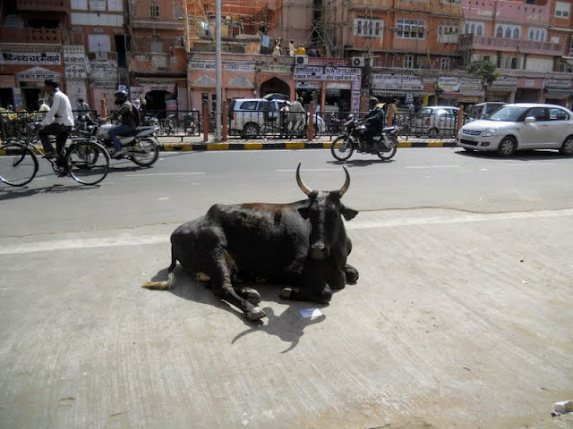 Walking in Jaipur India: cow in the road