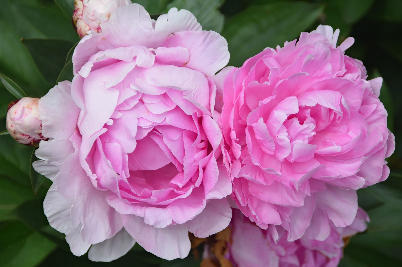 Southern Peony 2017 Peony Bloom Clusters Late Season