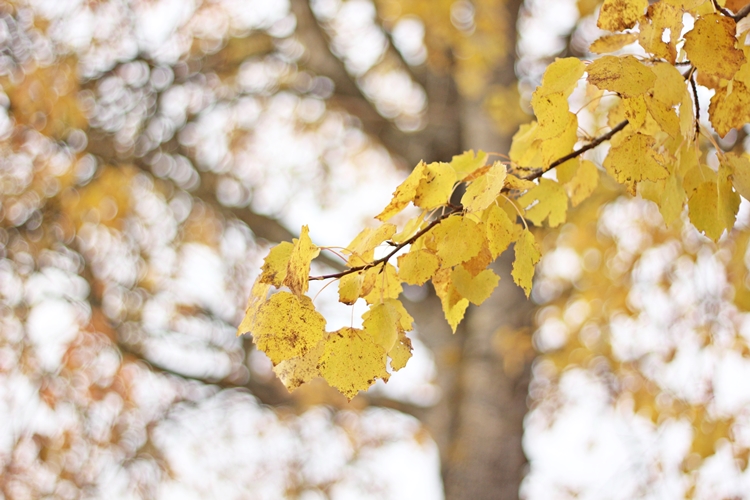 - Anna -: { Gula löv, frost på marken och nyfikna kalvar }