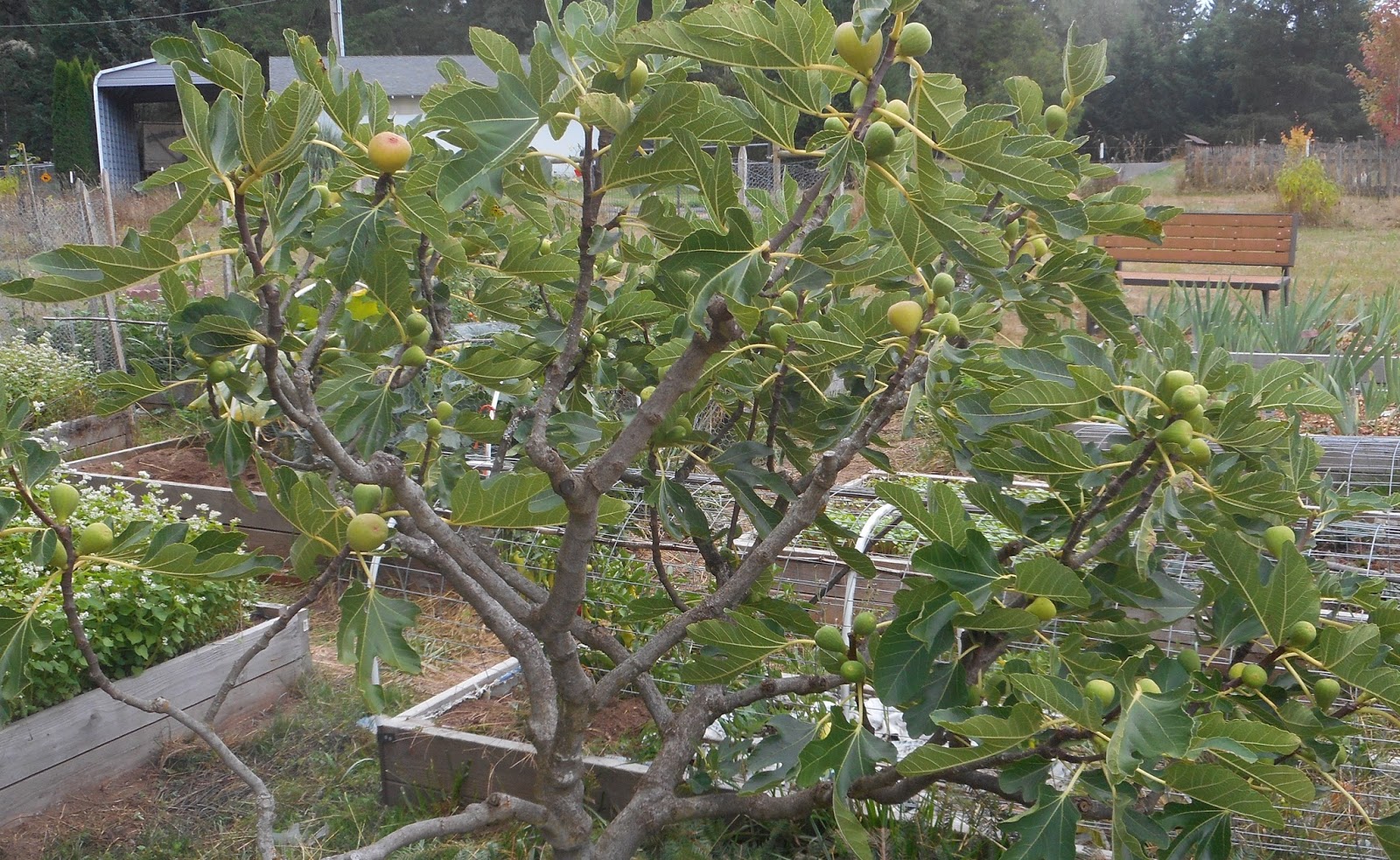 Daniel's Pacific NW Garden: Figs. Progress Report. 9.13 15