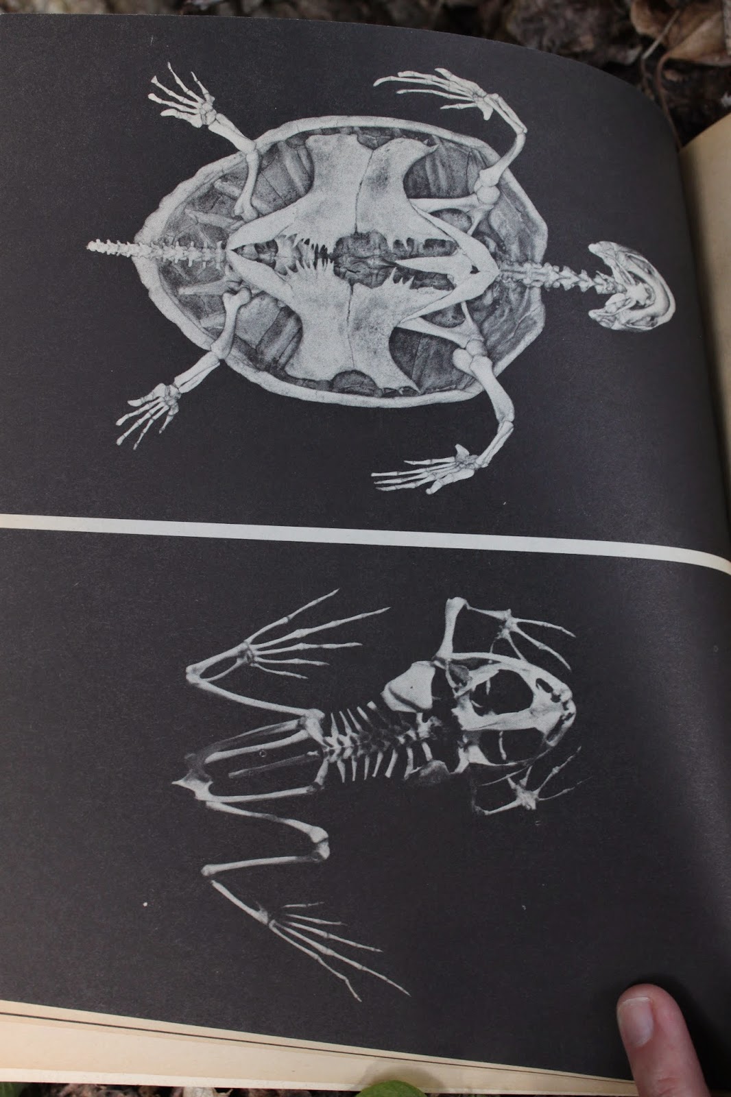 the marlowe bookshelf: Skeleton books