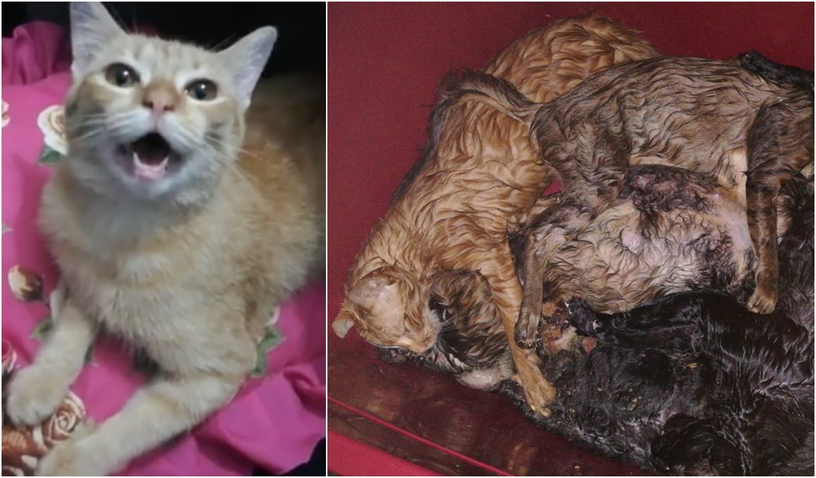 Video Menangis Dalam Pelukan Suami Sampai Termimpi Oyen Datang Wanita Ini Sedih Kucing Kesayangan Diracun Individu Yang Kejam Siakap Keli News