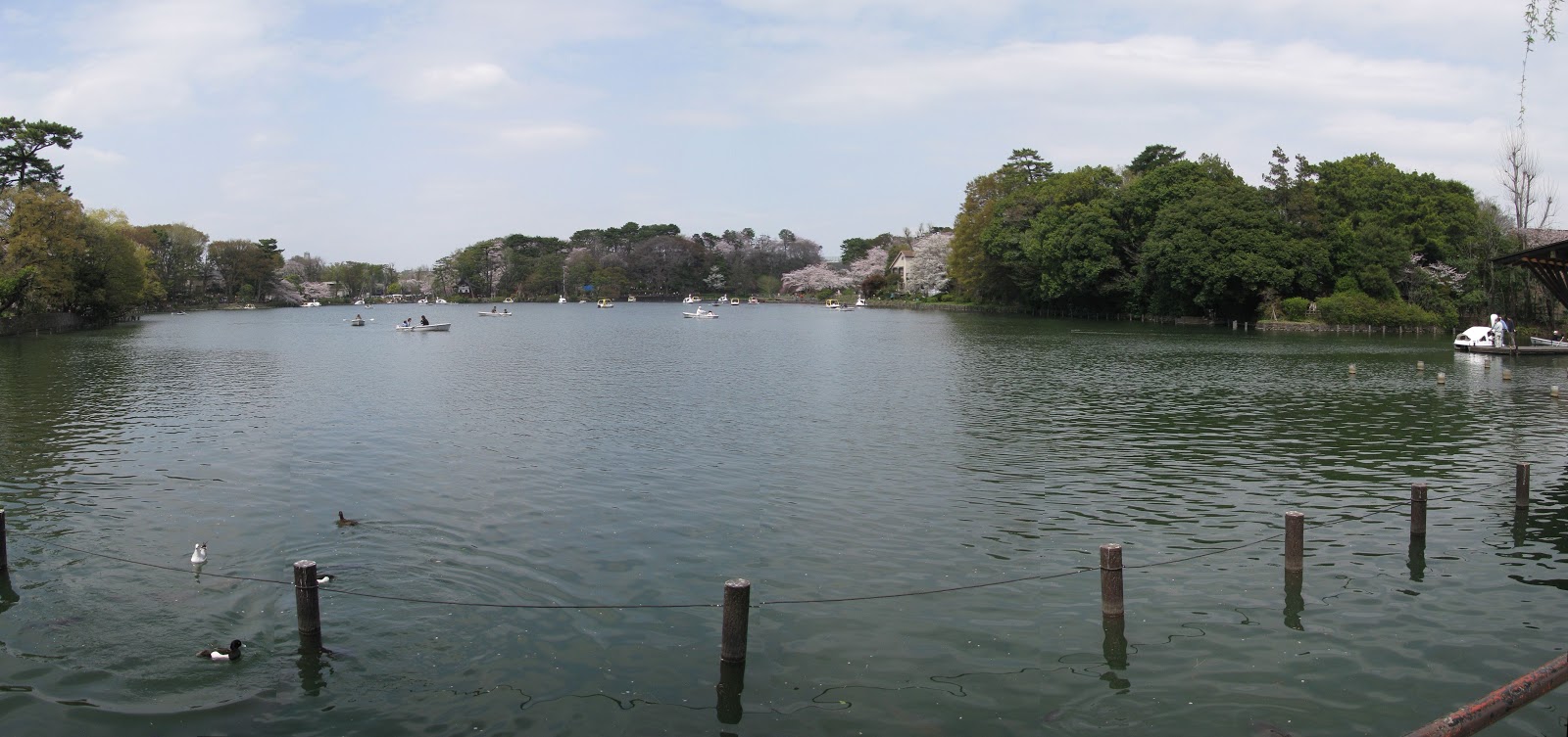 洗足池公園:スワンボートが浮かんだ広々とした池