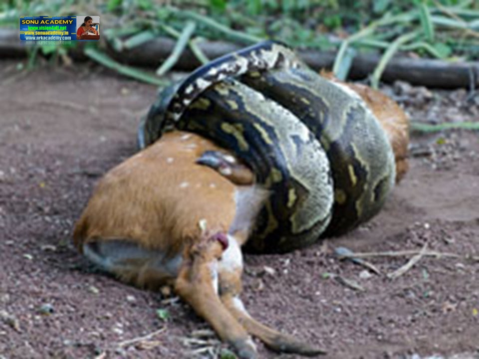 SONU ACADEMY A SNAKE CHARMER’S STORYTEXT