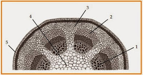 BIOLOGI GONZAGA: Prediksi UN 2014 Kelas XI